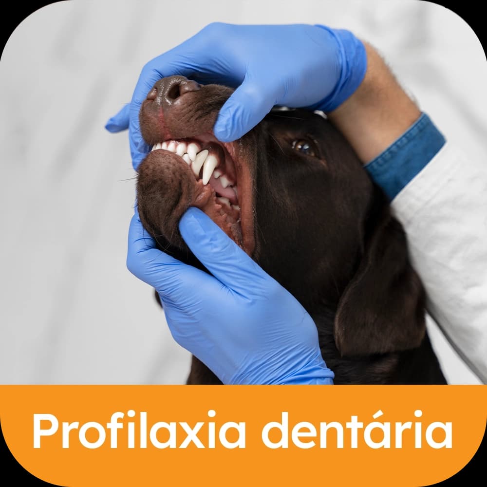 Profilaxia